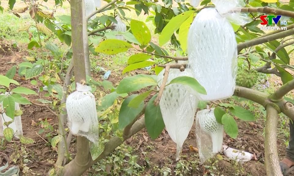 Cây na sầu riêng bén rễ nơi vùng đất khó - Báo và phát thanh, truyền ...