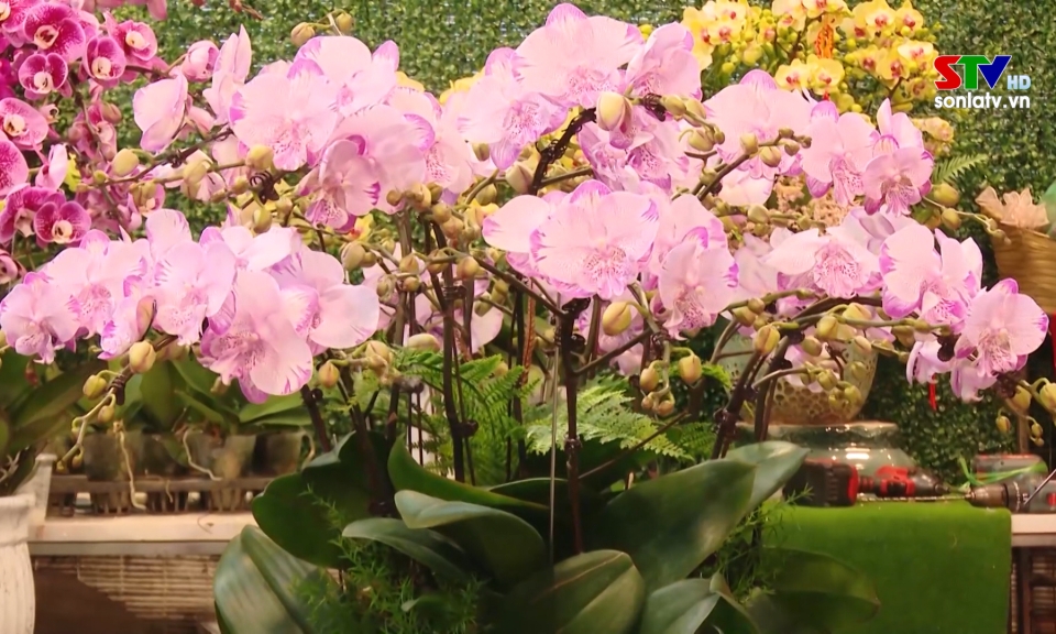 Sẵn s&agrave;ng nguồn hoa phục vụ thị trường Tết Nguy&ecirc;n đ&aacute;n