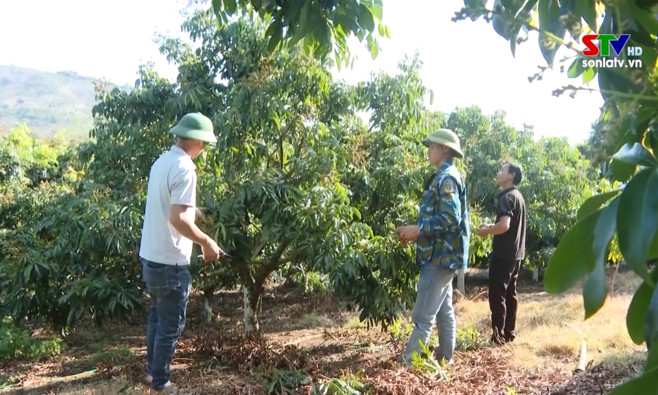 Tập trung chăm s&oacute;c nh&atilde;n ch&iacute;n sớm